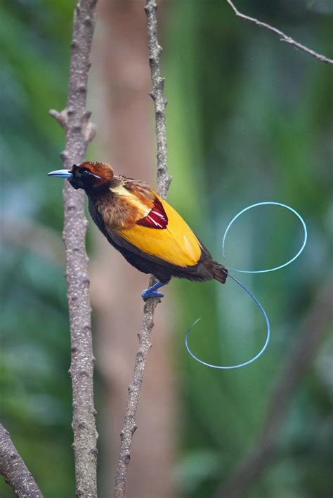 Lesser bird of paradise (paradisaea minor) millinery prepared specimen. Alfred Wallace and the Papuan Birds of Paradise