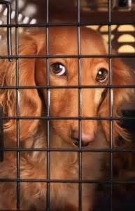 Place the crate in your bedroom where the. Crate Training Your New Puppy. - Highland Canine ...