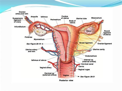 Human reproductive system, organ system by which humans reproduce and bear live offspring. Lab - Reproductive System | Female reproductive system ...