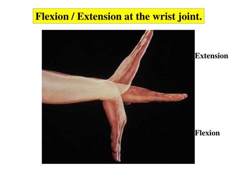 Anterior view of the human muscular system showing only some major muscles. PPT - Muscles of the Anterior Forearm PowerPoint Presentation, free download - ID:2417770