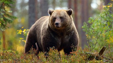 Portail des communes de france : Ours Polaire Est Il Un Mammifère - Pewter