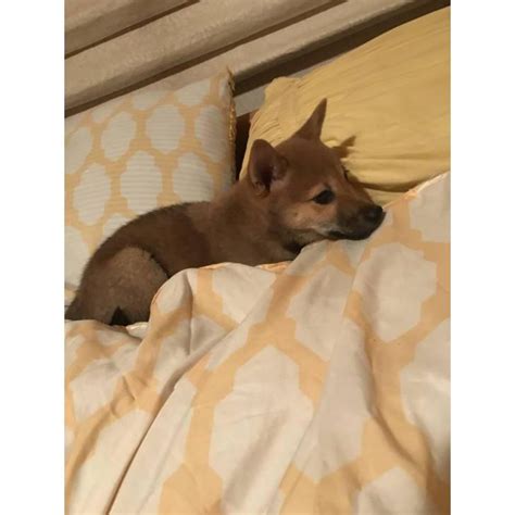 Use the search tool below and browse adoptable shiba inus! Female Shiba inu puppy for sale in Denver, Colorado ...