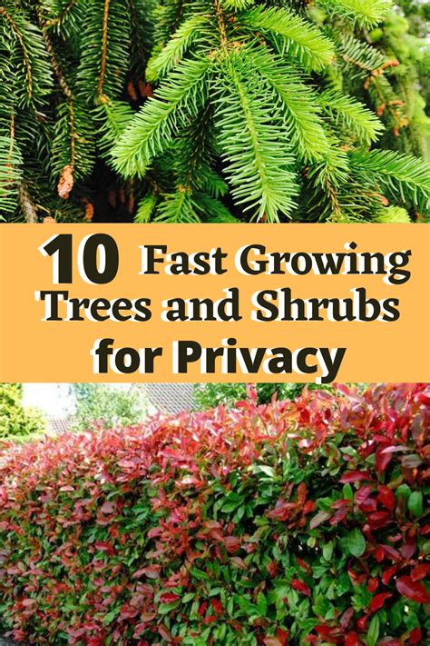 We did not find results for: 10 Fast Growing Evergreen Trees for Privacy ~ Garden Down ...