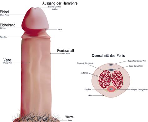 If you have a question or a problem, or want to share an insight, thought, or opinion about penises or male sexuality, all are. Dicker Penis Phallosan Forte - manpillen.de
