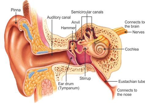 Therefore you want to avoid any other external element in it. draw labelled diagram of auditory parts of human ear and ...