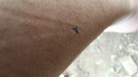 Virusul west nile se transmite. Deces cauzat de virusul West Nile în Prahova! Încă un caz ...