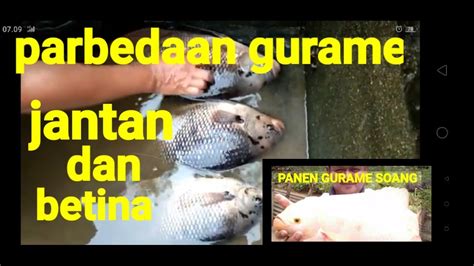 Join facebook to connect with ikan puyu emas and others you may know. Cara Membedakan Ikan Gurame Jantan dengan Betina - YouTube