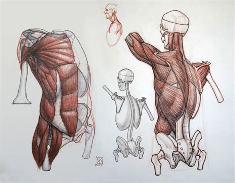 Includes latissimus dorsi, the trapezius, levator scapulae and the rhomboids. Pin on Study