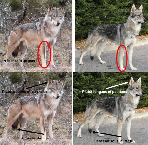 The family's protection should be seen at this troublesome time. Un loup identifié au nord du Massif central - Clermont ...