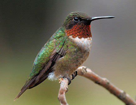 Keep in mind that the blooming season varies every year. Hummingbird Flowers Pacific Northwest