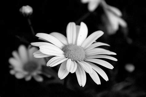 Vor aufkommen der farbfotografie hatte das schwarzweißverfahren. Margerite schwarz/weiß Foto & Bild | pflanzen, pilze ...