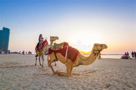 Dubai is often seen as an urban space, but going on a camel ride in dubai totally changes that perception. Camel Ride On The Beach At Dubai Marina Editorial ...