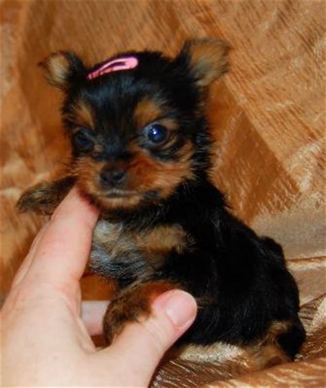 Welcome to south florida's original teacup puppy boutique, where we've been specializing in tiny teacup puppies and toy breed puppies for sale in south florida for nearly 2. Quality Teacup Yorkie Puppies For Adoption