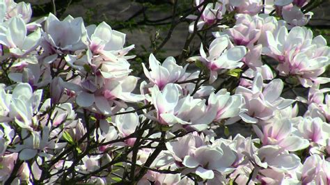 Hier werden träume wahr, wenn man so wohnen darf! Magnolie im Frühling an der Nordsee - YouTube