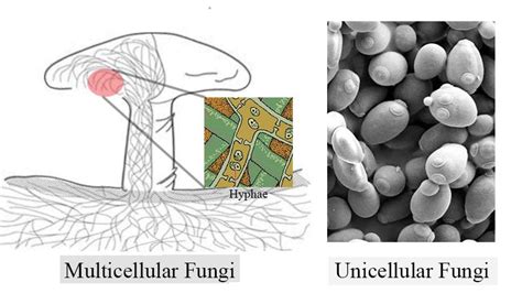 Maybe you would like to learn more about one of these? Multicellular organisms and unicellular yeasts are class ...