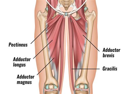 Symptoms include a sudden sharp pain at the front of the hip or in the groin, swelling and bruising. Adductor Strain - Bucks Sports Chiropractic: Dr. Derek ...