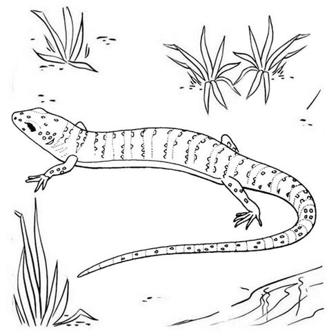 In the section transportation coloring pages you will find various models of automobile cars, jeeps, trucks, buses, special equipment and other types of transport. Gecko Screaming Coloring Page