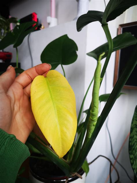 Why are the leaves on my monstera turning yellow? My monstera has a new leaf but this older one has since ...