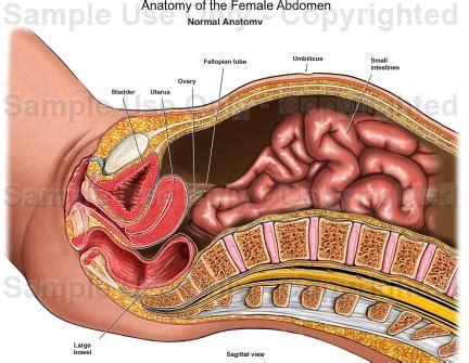 The diaphragm marks the top of the abdomen and the horizontal line at the level of the top of the pelvis marks the bottom. Anatomy of the Female Abdomen - Medical Illustration ...