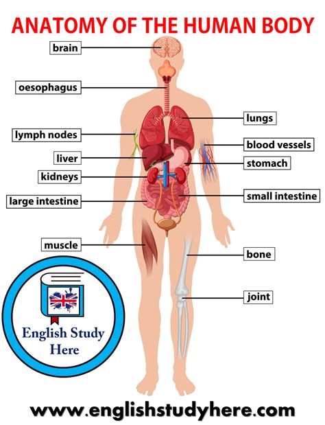 ⬤ our internal organs in english. Anatomy of The Human Body - English Study Here