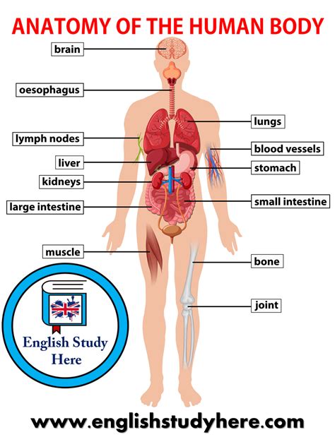 Parts of a duck vocabulary. Anatomy of The Human Body - English Study Here