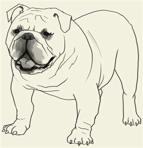 Black, blue, chocolate, and lilac. Bull Dog Drawing at GetDrawings | Free download