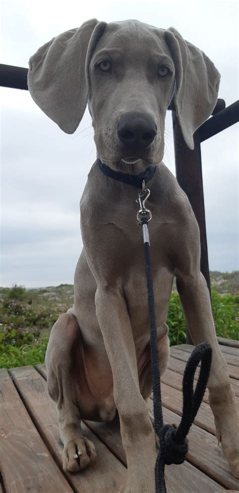 Here is another example of light versus dark in a litter of. Pin by Diane Boysen on Skye the Blue Weimaraner ...