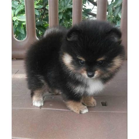 Puppies for sale by owner in miami. 3 Pomeranian Puppies for Sale in Miami, Florida - Puppies ...