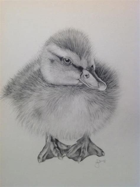 Wildlife pencil drawings animals from the forest. 70 best Shading Techniques and examples images on Pinterest | Pencil drawings, Drawing ideas and ...