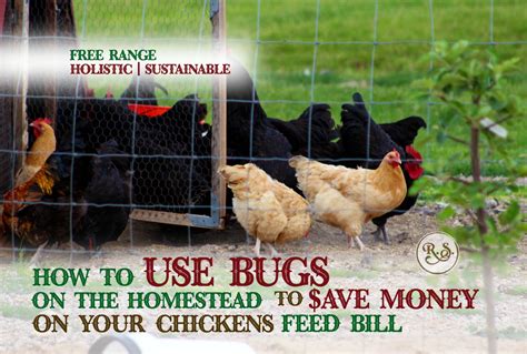 79 — a small amount of butchering scraps or meat. How to Use Bugs on the Homestead to Save Money on Your ...