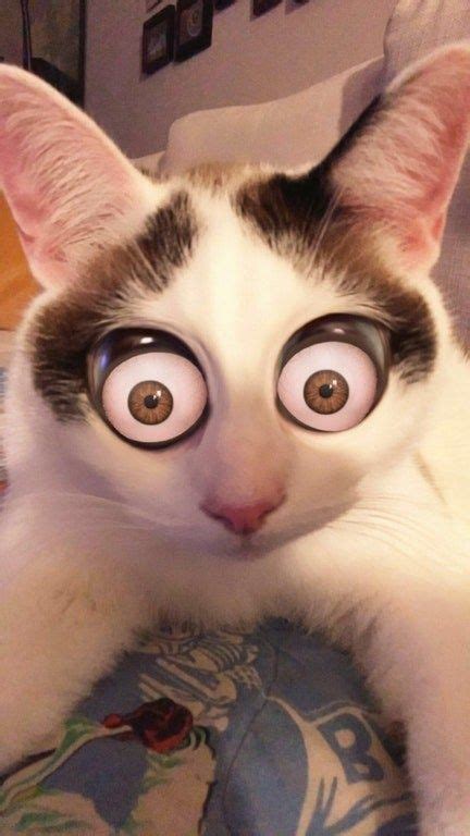 Even downing street's cat, larry, tweeted: 22 Cats That Have Mastered The Snapchat Filter Game | Cats ...