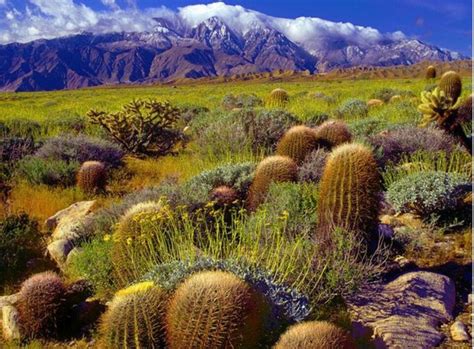 Martin survival survival survival skillls wild edible plants wilderness survival. Cacti bloom in the Morongo Basin (photo by James Cornett ...