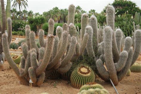 A columnar cactus from the higher altitudes of peru, argentina and bolivia. Oreocereus trollii | Plantas carnivoras, Cactus planta ...