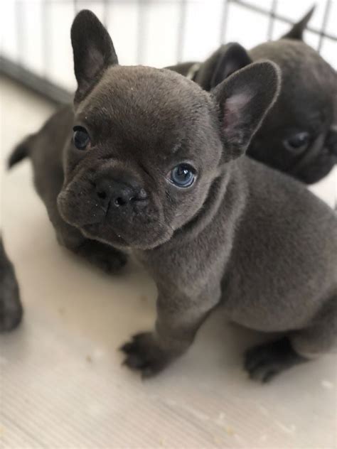 Look at pictures of french bulldog puppies who need a home. French Bulldog Puppies For Sale | Jersey City, NJ #278551