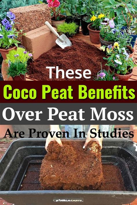 The problem with the peat moss in your pots (and what to use instead). How To Use Coco Peat In Garden+Coco Peat Benefits Proven ...