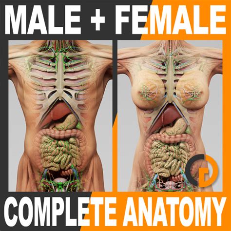 First published in 1991, human sectional anatomy set new standards for the quality of cadaver sections and accompanying. STL Finder | 3D models for penis.stl
