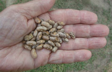 However, i also like to use mason jars, but i trust myself less with them when i go all seed banks freeze their seeds for long term storage, so even though many vegetable crops are sensitive to frosts, their seeds are not. Start Your Own Seed Bank | Sensible Survival