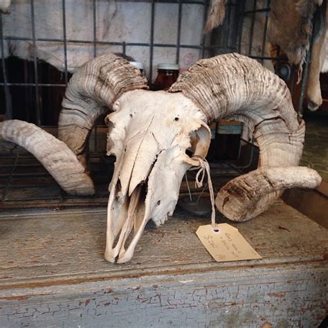 The ram was revered in ancient egypt in matters of fertility and war. Almost bought this. #ram #skull #horns #ramskull #bones #s ...