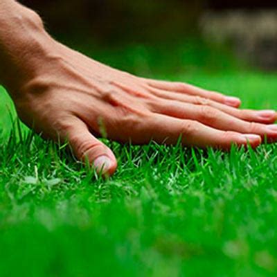 We cover kent, ottawa & muskegon counties. Grand Haven Lawn Care Services - AAA Lawn Care