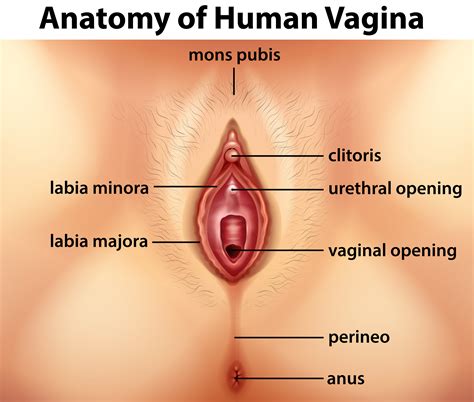 Before we begin drawing out the body types, we will start by creating a base that we'll flesh out with the body types in the following steps. Diagram showing anatomy of human vagina 366458 Vector Art ...