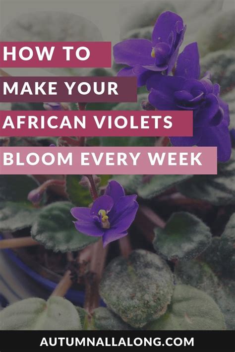 For the first time flowering can be seen when the flower is a year old and it occurs in the period from the end of winter to the beginning. how to make your African Violets bloom every week — Autumn ...