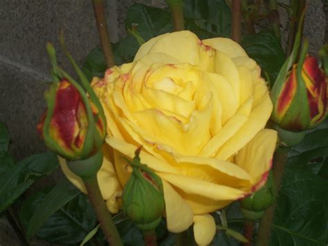 We did not find results for: Flowering late May | Flowers, Flower garden, Plants