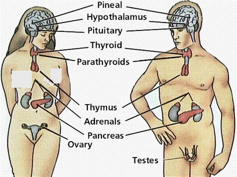 Maybe you would like to learn more about one of these? MACAM-MACAM HORMON PADA MANUSIA | JDSK