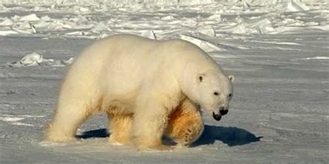 Le recul de la banquise obligé ces les ours polaires à s'attaquer à d'autres proies. L'ours polaire de l'Arctique ne va pas bien, conclut une ...