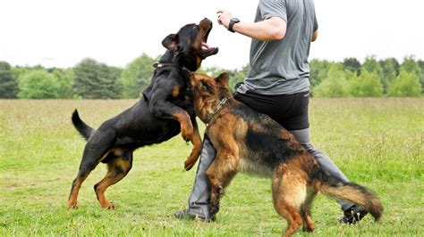 To keep your german shepherd puppy healthy, provide him with daily, vigorous exercise. German shepherd or rottweiler for family | Dogs, breeds ...