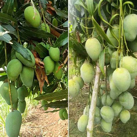 Although india is the largest mango producing country, it ranks sixth in terms of productivity. Mango Pests, Diseases, and Control Methods - a Full Guide ...