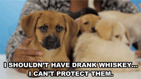 5,906 drunk woman stock video clips in 4k and hd for creative projects. Feels alert! Drunk girls LOVE puppies!