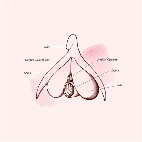 Each stock is going up thanks to the rising prices of cryptocurrencies. Vagina Diagram & Anatomy: Everything You Need To Know ...