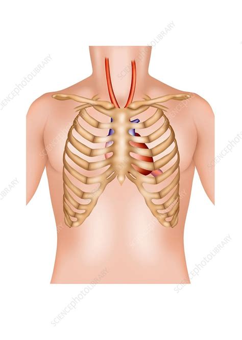 Rib cage, basketlike skeletal structure that forms the chest, or thorax, made up of the ribs and their corresponding attachments to the sternum and the vertebral column. Rib cage and heart, illustration - Stock Image - C029/9408 ...