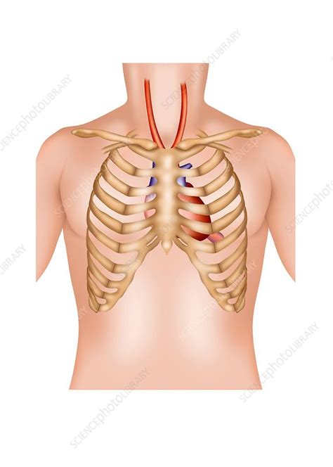 Twelve pairs of ribs extend laterally and anteriorly from the thoracic vertebrae to meet at or near the sternum. Rib cage and heart, illustration - Stock Image - C029/9408 ...